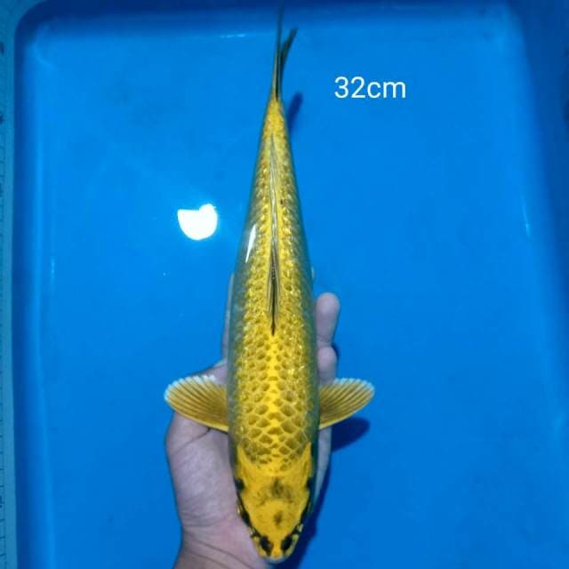 A. Mukashi Ogon
