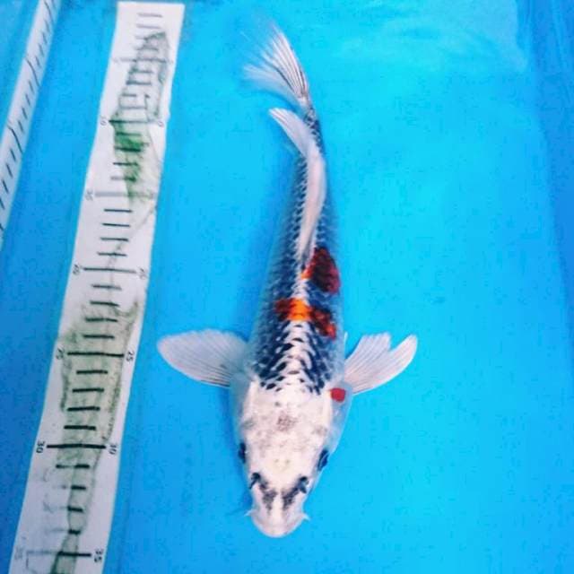 KUJAKU KUMPAY 32 cm