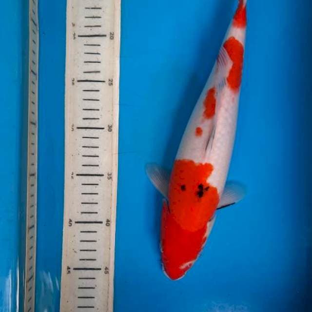 Sanke 35cm 