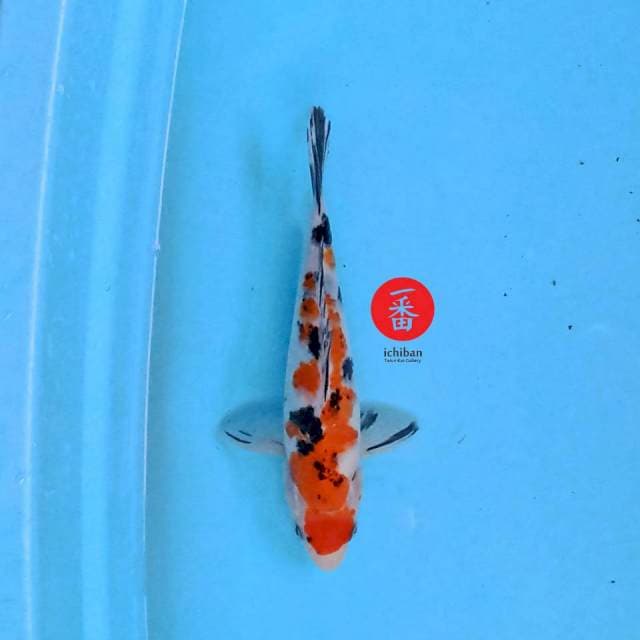 Showa 22 cm