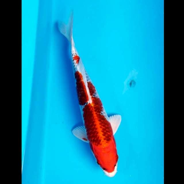 RED KUJAKU 28 CM MALE
