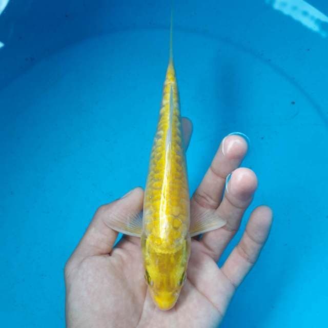 YELLOW DRAGO