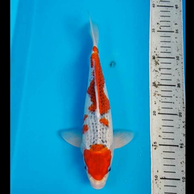 RED GOSHIKI 28 CM