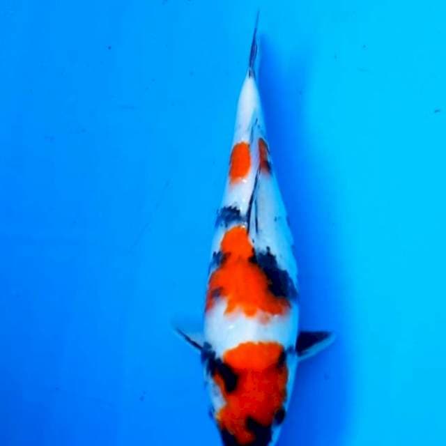Kindai showa sq 30cm