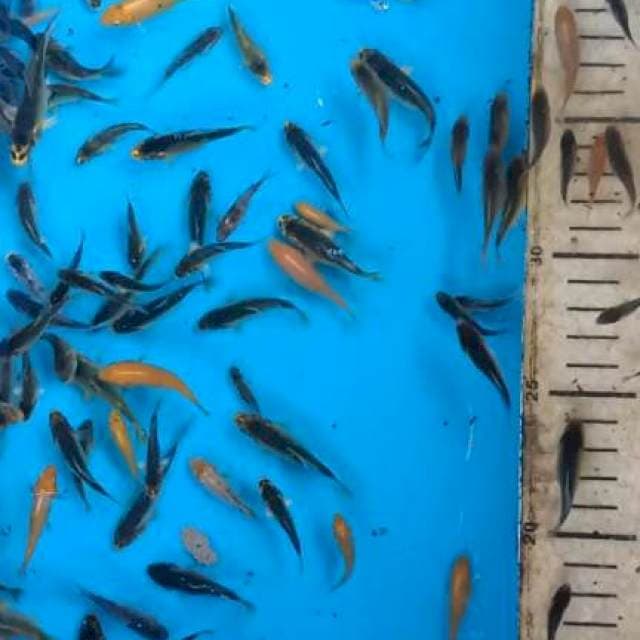 Kumpy, shiwa,gosikhi,kage, 3 - 5 cm