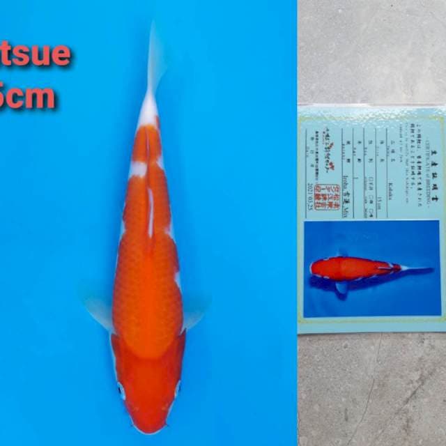 Matsue Kohaku 25cm certi
