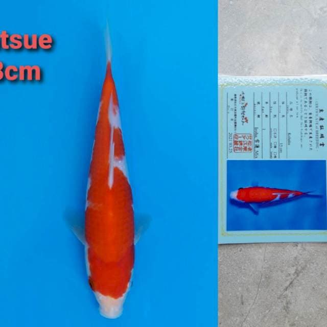 Matsue Kohaku 18cm certi