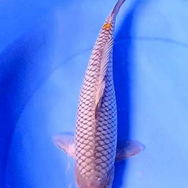 Ochiba  cerah 31 cm.