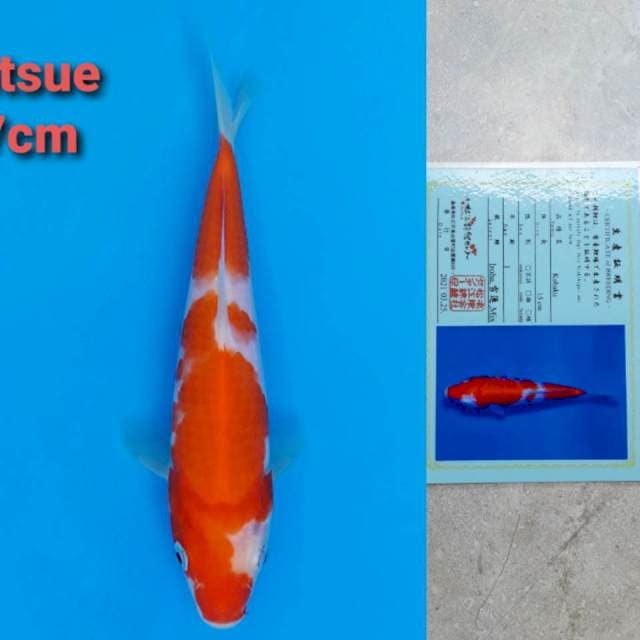 Matsue Kohaku 17cm certi