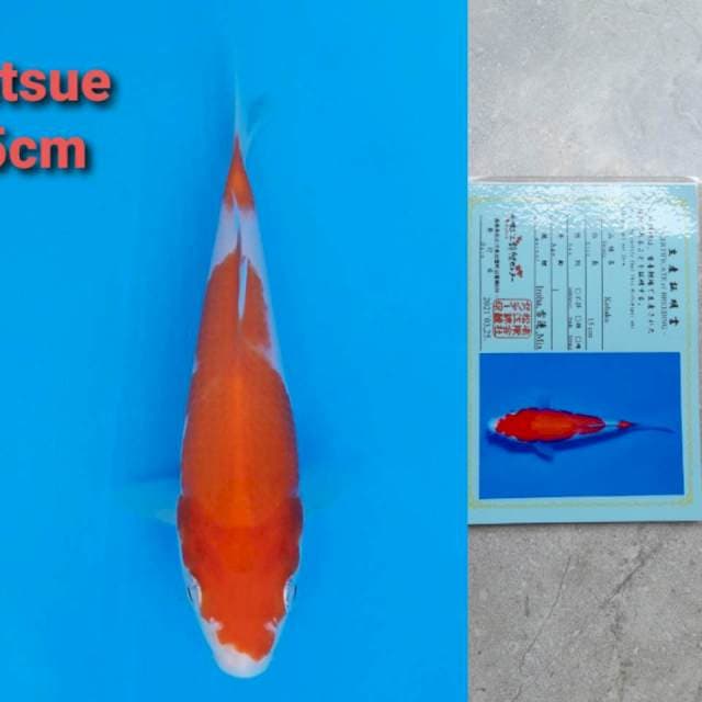 Matsue Kohaku 15cm certi