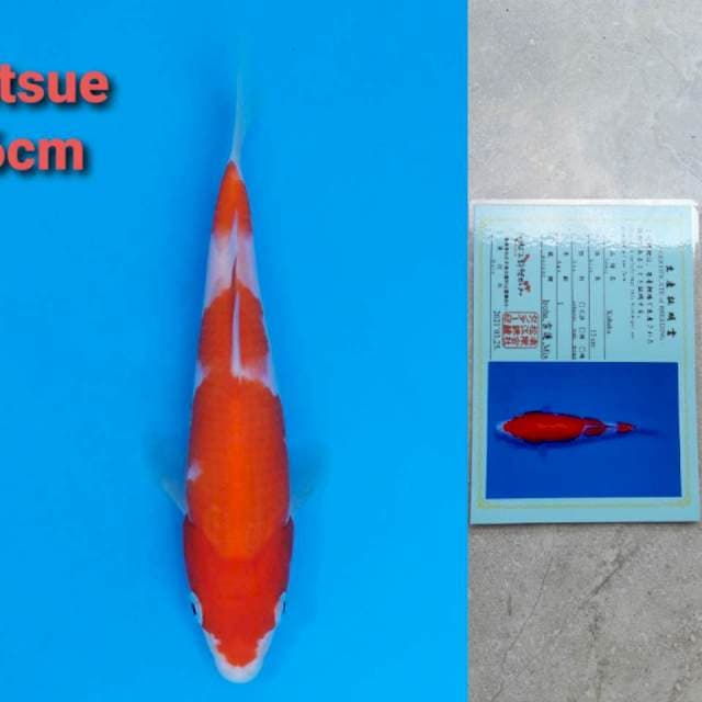 Matsue Kohaku 16cm certi