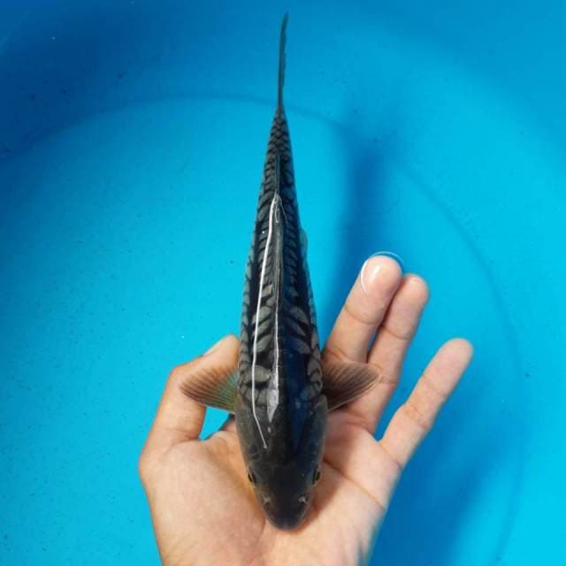 SORADRAGO MALE