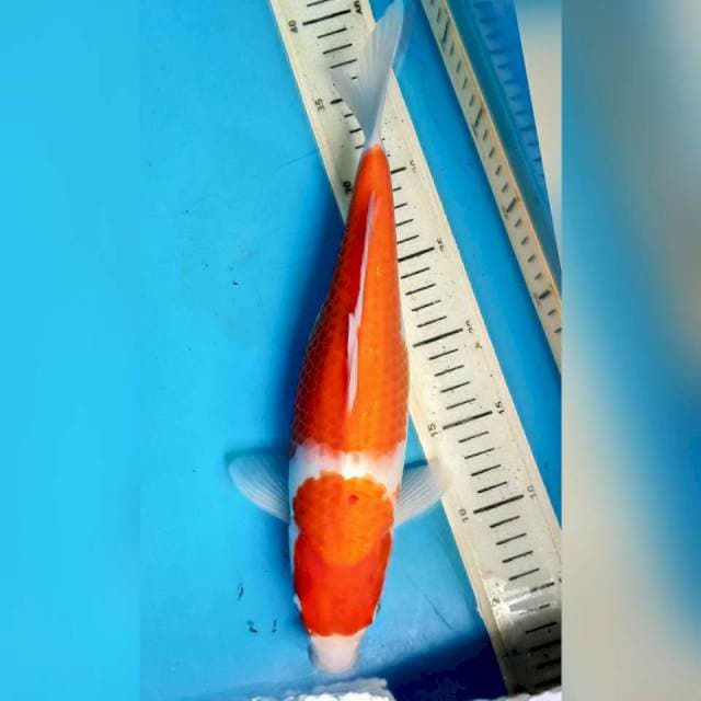 Kohaku, 34cm female