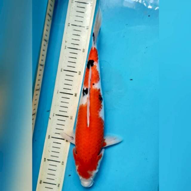 Sanke, 35 female
