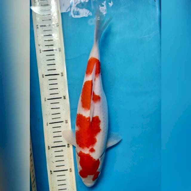 Kohaku, 35cm female