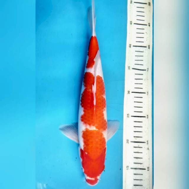 Kohaku kucibeni, 35cm male