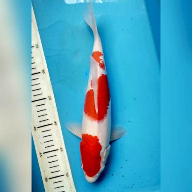 Kohaku, 31cm male
