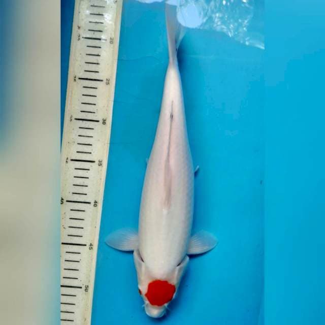 Tancho ORI, 34cm female