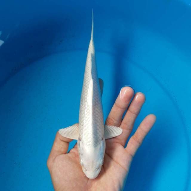 PLATINUM MALE