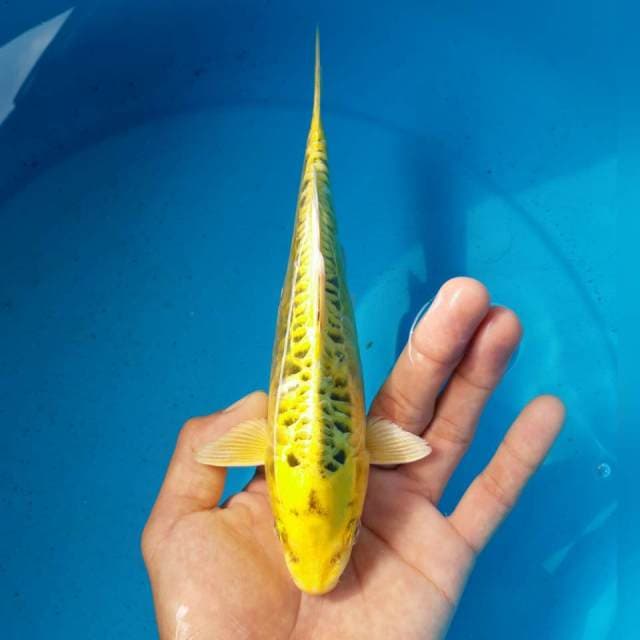 KIN MATSUBA ARAGOKE MALE