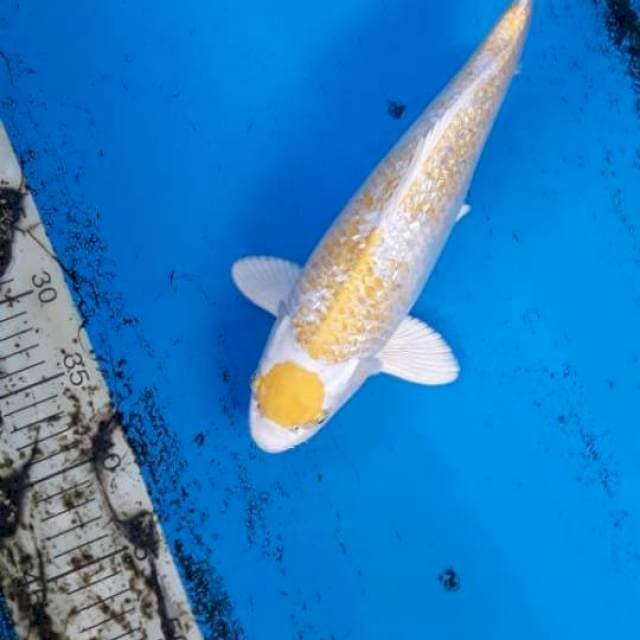 Maruten hariwake