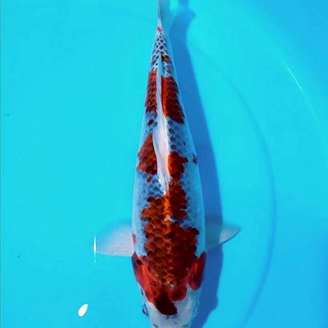 Ghosiki