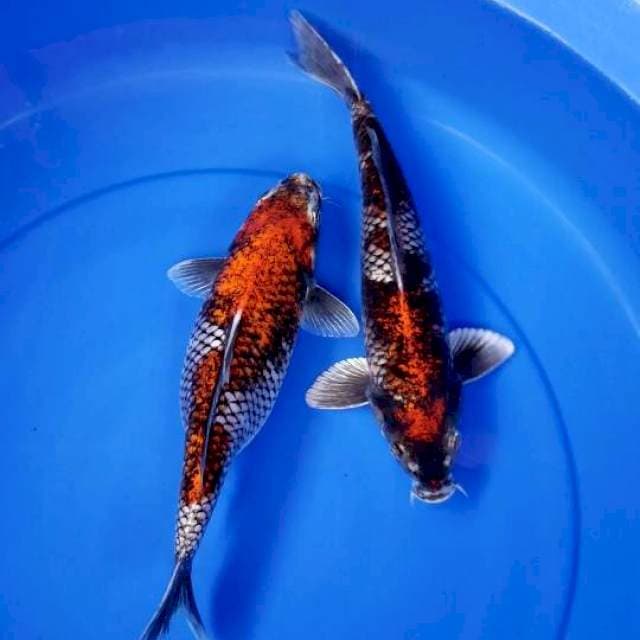 BENI MATSUKAWABAKE 28-29 CM
