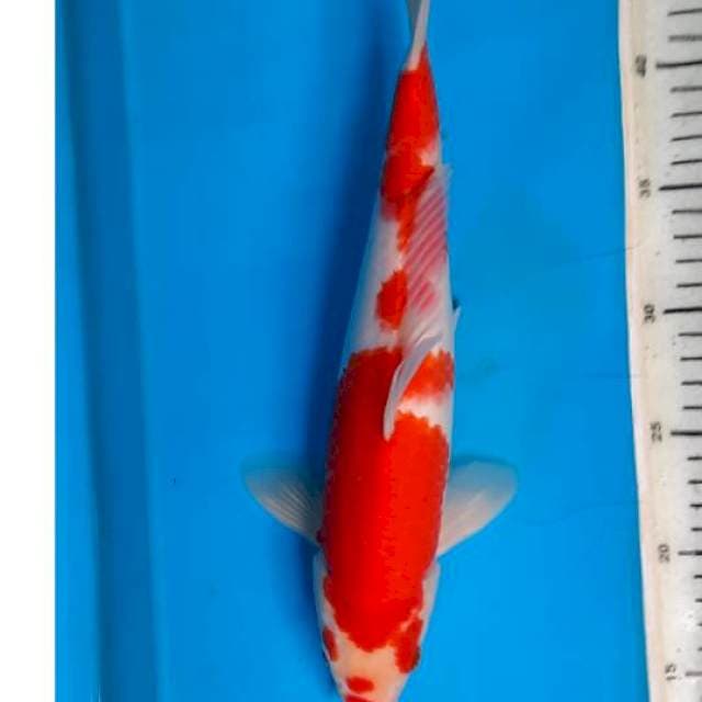 Sanke 33cm