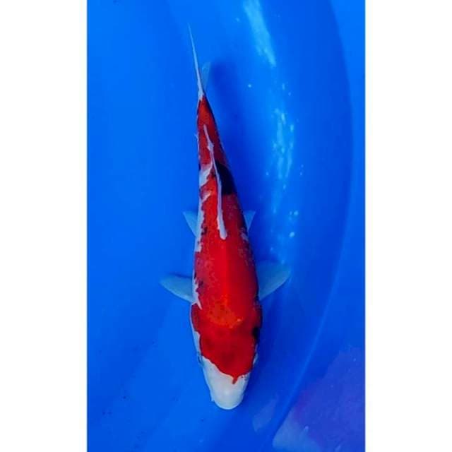 Strong Showa Sanshoku Tategoi 24cm (M)