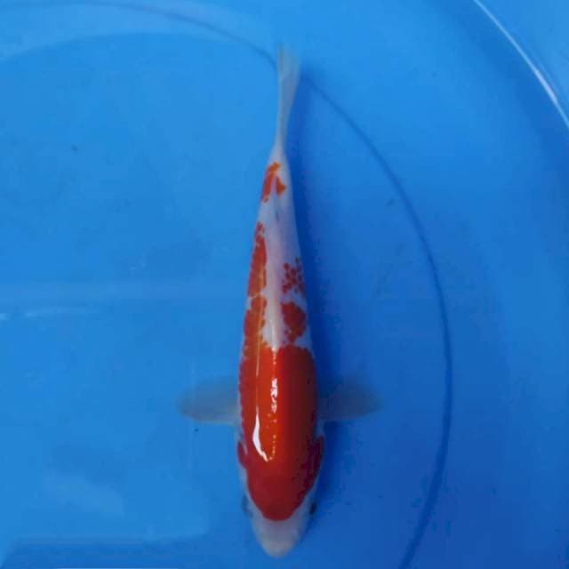Showa