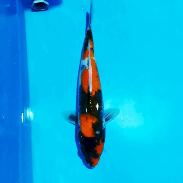Showa 30 cm