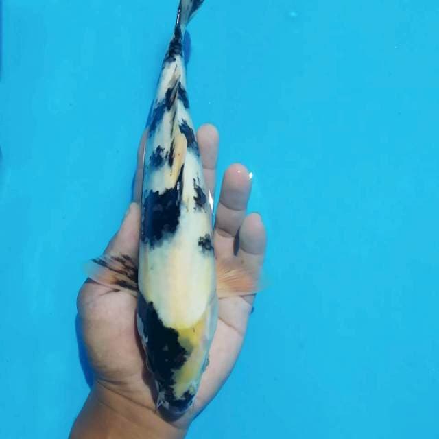 Shiro 28 cm