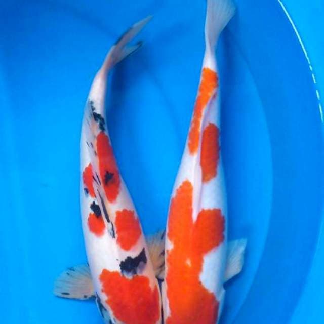 Sk mix