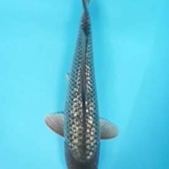 Soragoi ginrin jantan
