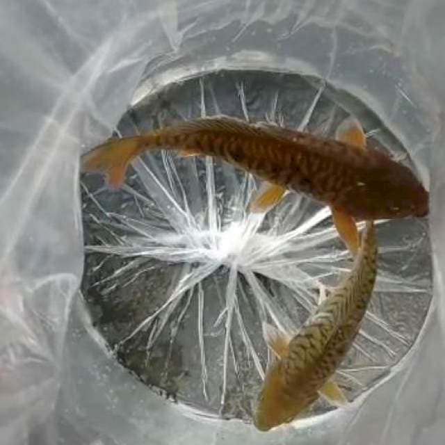 Cagoi aragoke