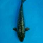 Soragoi ginrin Male