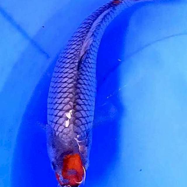 Ochiba bulky 31 cm