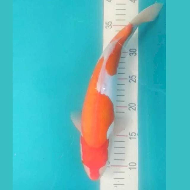 Kohaku Doit Punuk 34cm