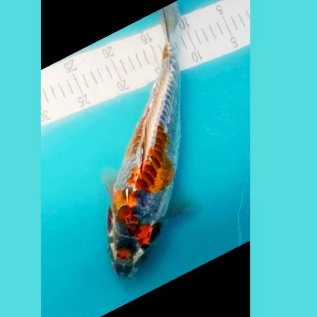 Kiko Bulky Punuk 35cm