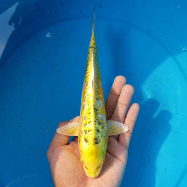 KIN MATSUBA ARAGOKE MALE 