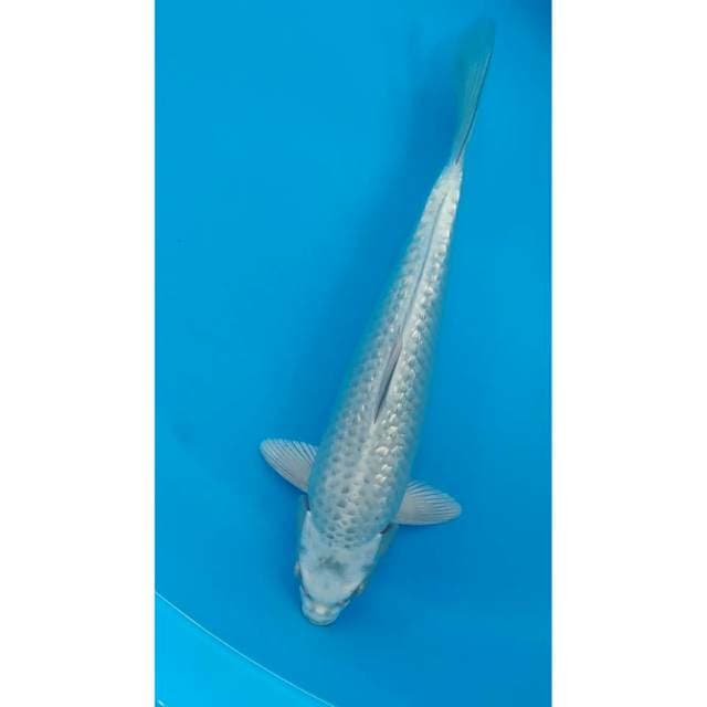 ginrin 32 cm 