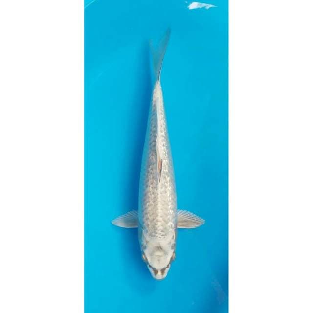 ginrin 32 cm