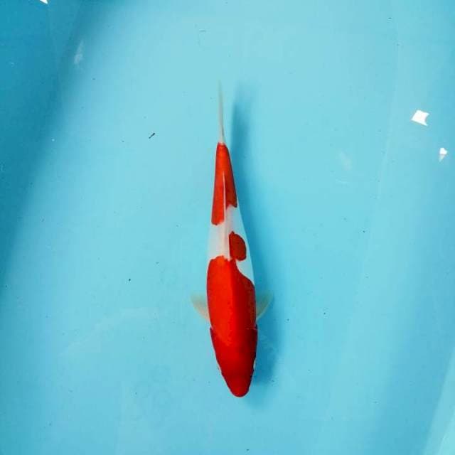 Menka kohaku doitsu mulus