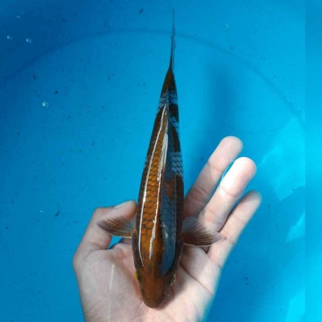 OCHIBA MALE
