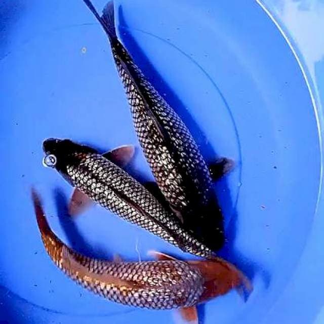 Ginrin 31-35 cm