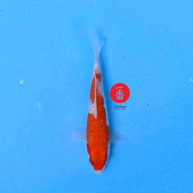 Kohaku Ginrin 17 cm
