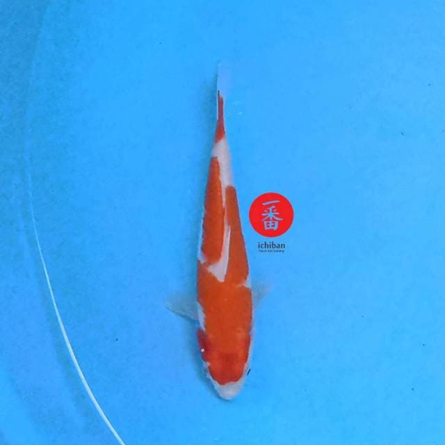 Orenji Hariwake 16 cm
