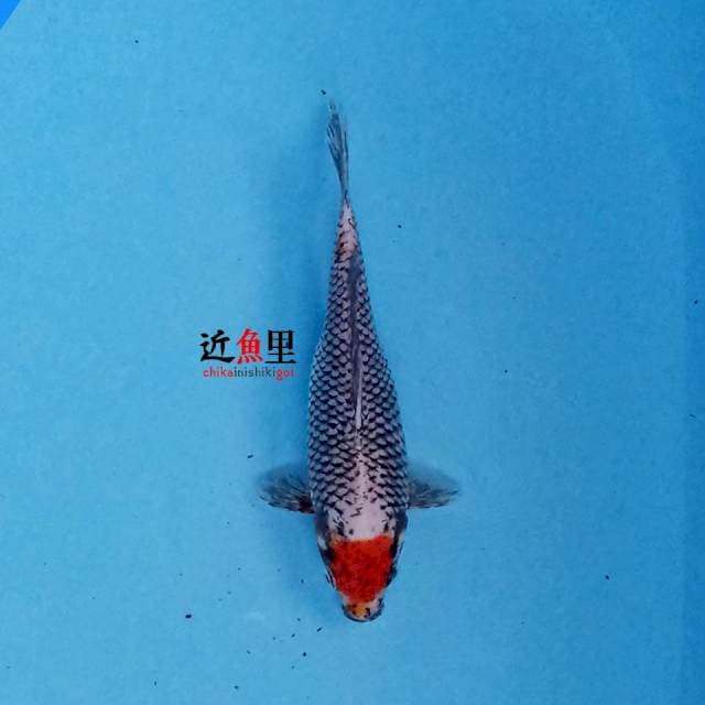 Beni Matsukawabake 25 cm