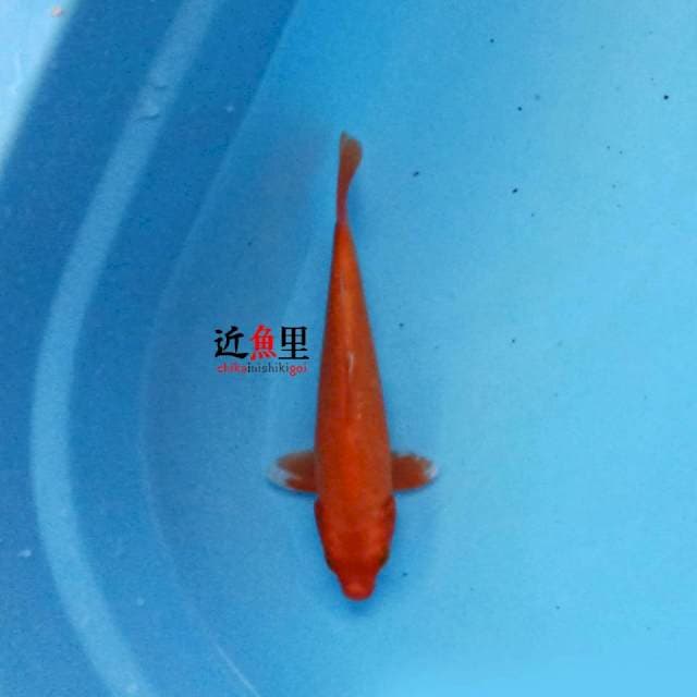 Benigoi 23 cm