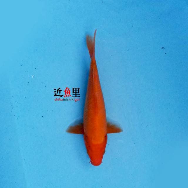 Benigoi 22 cn